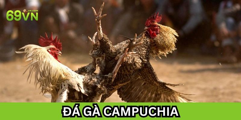 Đá Gà Campuchia có gì nổi bật