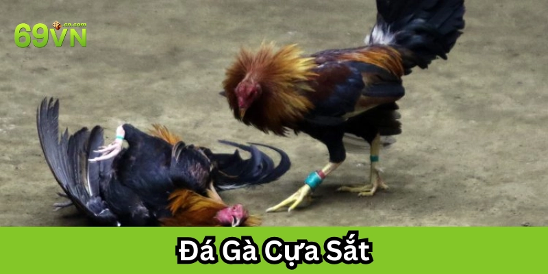 Huấn luyện Đá Gà Cựa Sắt