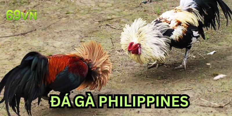 Luật chơi đá gà