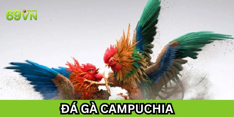 Mẹo hay khi tham gia Đá Gà Campuchia