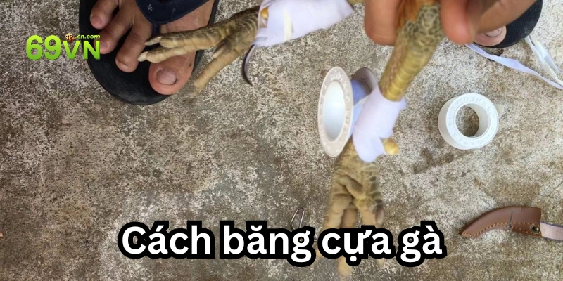 Bí quyết băng cựa gà của các cao thủ