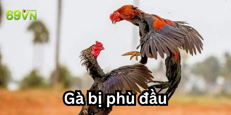 Dấu hiệu để nhận biết cho anh em nuôi gà