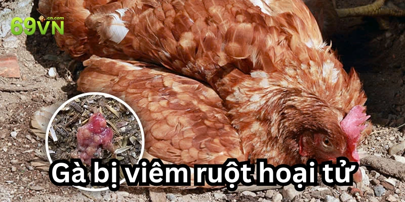 Gà bị viêm ruột hoại tử là gì?