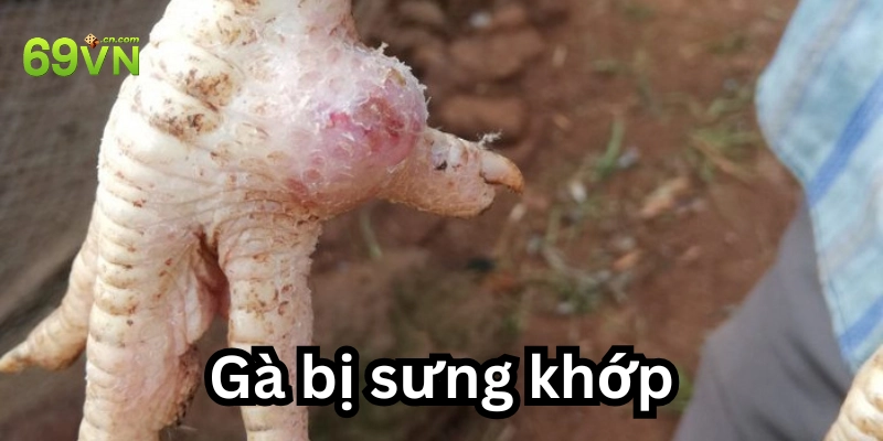 Làm sao để biết gà bị sưng khớp